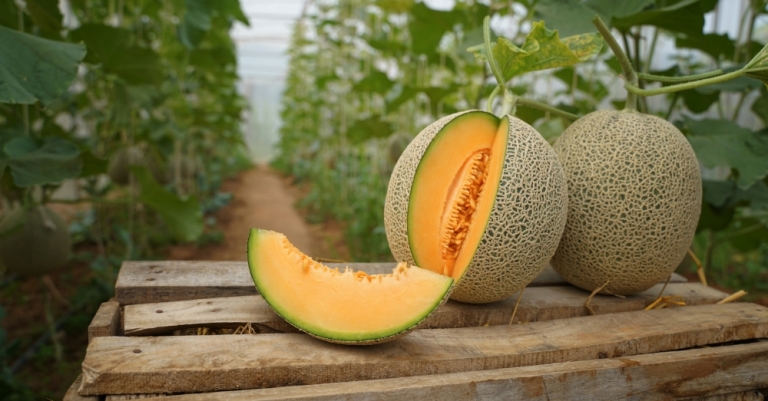 ¿Cuáles máquinas son útiles para el cultivo del melón?